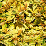 Abelia grandiflora Kaleidoscope - Abélia à grandes fleurs - feuillage