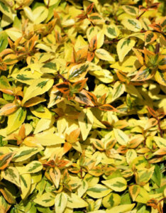 Abelia grandiflora Kaleidoscope - Abélia à grandes fleurs - feuillage