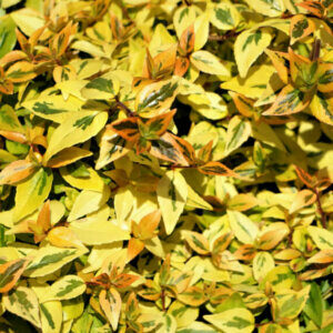 Abelia grandiflora Kaleidoscope - Abélia à grandes fleurs - feuillage