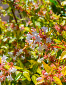 Abelia grandiflora Kaleidoscope - Abélia à grandes fleurs - fleurs