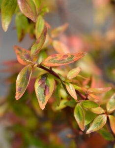 Abelia grandiflora Kaleidoscope - Abélia à grandes fleurs - Feuilles