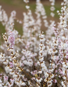 Abeliophyllum distichum - Forsythia blanc de Corée - fleurs sur bois