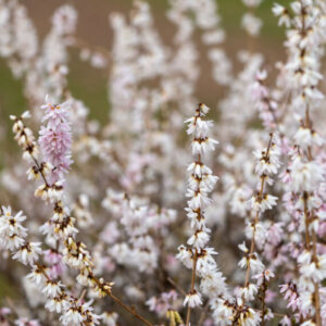 Abeliophyllum distichum - Forsythia blanc de Corée - fleurs sur bois