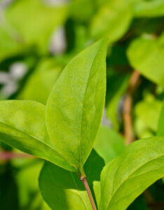 Abeliophyllum distichum - Forsythia blanc de Corée - feuillage