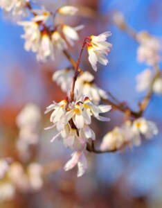 Abeliophyllum distichum - Forsythia blanc de Corée