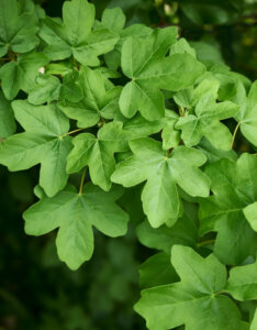 Acer campestre - Érable champêtre - feuillage
