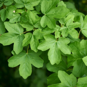 Acer campestre - Érable champêtre - feuillage