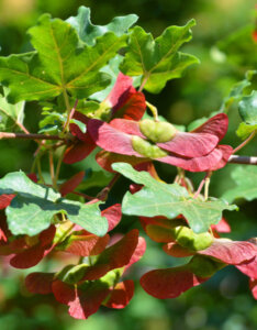 Acer campestre - Érable champêtre - fructification