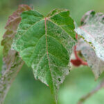 Acer conspicuum Red Flamingo - Érable à peau de serpent - feuillage