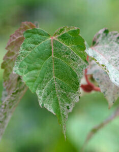 Acer conspicuum Red Flamingo - Érable à peau de serpent - feuillage