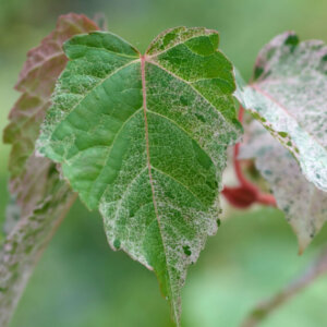 Acer conspicuum Red Flamingo - Érable à peau de serpent - feuillage