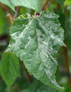 Acer conspicuum Red Flamingo - Érable à peau de serpent - feuillage