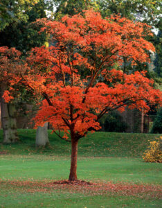 Acer griseum - Érable à écorce de papier - vue d'ensemble automnale