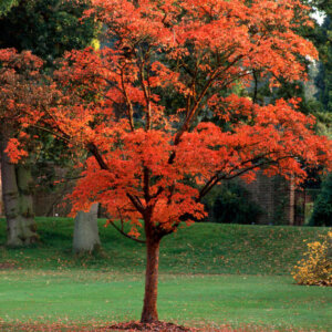 Acer griseum - Érable à écorce de papier - vue d'ensemble automnale