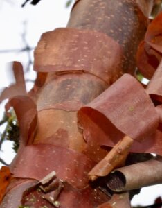 Acer griseum - Érable à écorce de papier - Écorce