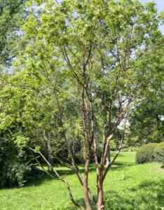 Acer griseum - Érable à écorce de papier - Vue d'ensemble