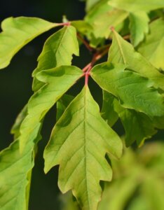 Acer griseum - Érable à écorce de papier - Feuilles
