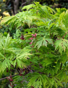 Acer japonicum Aconitifolium - Érable du Japon à feuilles d'Aconit - feuillage