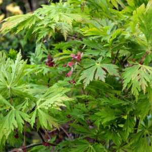 Acer japonicum Aconitifolium - Érable du Japon à feuilles d'Aconit - feuillage