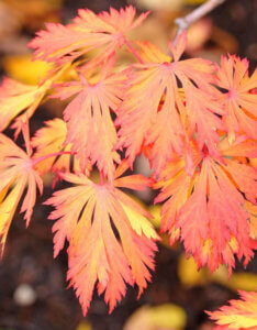 Acer japonicum Aconitifolium - Érable du Japon à feuilles d'Aconit - coloration automnale