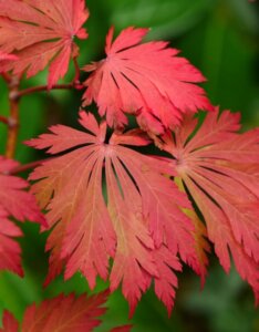 Acer japonicum Aconitifolium - Érable du Japon à feuilles d'Aconit