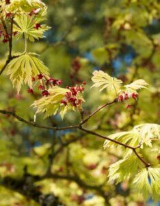 Acer japonicum Aconitifolium - Érable du Japon à feuilles d'Aconit - Fleurs
