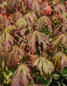 Acer japonicum Aconitifolium - Érable du Japon à feuilles d'Aconit - Feuilles