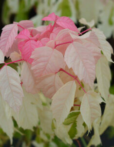 Acer negundo Flamingo - Érable à feuille de frêne - jeunes feuilles