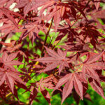 Acer palmatum Atropurpureum - Érable du Japon - feuillage