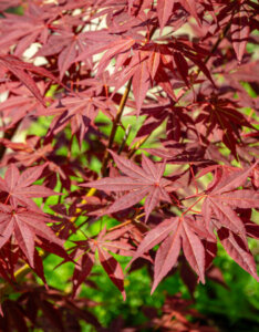 Acer palmatum Atropurpureum - Érable du Japon - feuillage