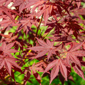 Acer palmatum Atropurpureum - Érable du Japon - feuillage