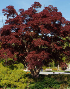 Acer palmatum Atropurpureum - Érable du Japon - vue d'ensemble