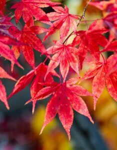 Acer palmatum Atropurpureum - Érable du Japon - Coloration automnale