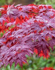 Acer palmatum Atropurpureum - Érable du Japon - Feuillage sous la pluie