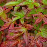 Acer palmatum Beni-Maiko - Érable du Japon - feuillage