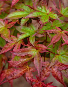 Acer palmatum Beni-Maiko - Érable du Japon - feuillage