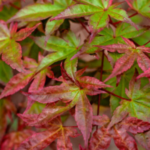 Acer palmatum Beni-Maiko - Érable du Japon - feuillage
