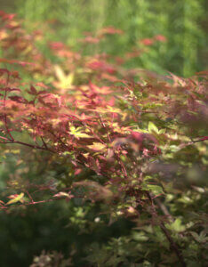 Acer palmatum Beni-Maiko - Érable du Japon - vue alternative