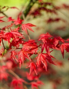 Acer palmatum Beni-Maiko - Érable du Japon - Feuillage rouge