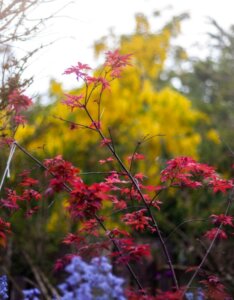Acer palmatum Beni-Maiko - Érable du Japon - Coloration rouge