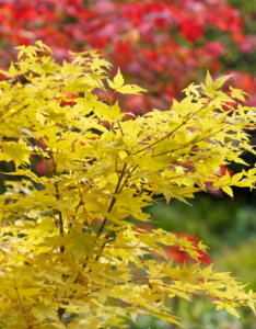 Acer palmatum Bi-Hoo - Érable du Japon - feuillage automnale