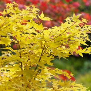 Acer palmatum Bi-Hoo - Érable du Japon - feuillage automnale