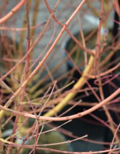 Acer palmatum Bi-Hoo - Érable du Japon - Ecorce