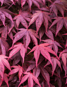 Acer palmatum Bloodgood - Érable du Japon - feuillage