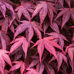 Acer palmatum Bloodgood - Érable du Japon - feuillage