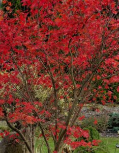 Acer palmatum Bloodgood - Érable du Japon - Coloration automnale