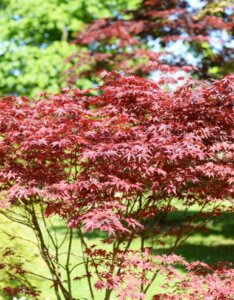 Acer palmatum Bloodgood - Érable du Japon - Vue d'ensemble