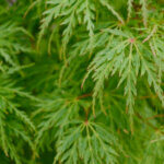 Acer palmatum Dissectum - Érable du Japon - feuillage