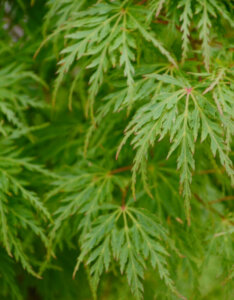 Acer palmatum Dissectum - Érable du Japon - feuillage