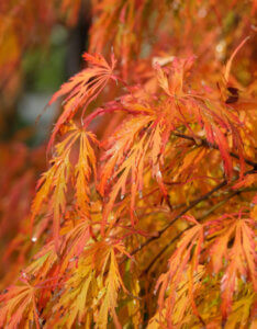 Acer palmatum Dissectum - Érable du Japon - feuillage automnale